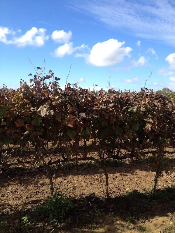 Masseria San Polo Squinzano Zewnętrze zdjęcie